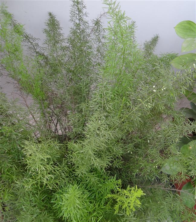 Asparagus densiflorus